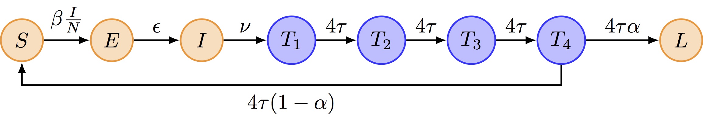 The SEIT4L model extends the SEITL model to account for memory effect in the contraction of the cellular response. The time spent in the T compartment (temporary protection) follows an Erlang distribution with mean D_\mathrm{imm}=1/\tau and shape equal to 4 and is modelled by 4 sub-stages T_{1,2,3,4}, each being exponentially distributed with mean equal to \frac{D_\mathrm{imm}}{4}.